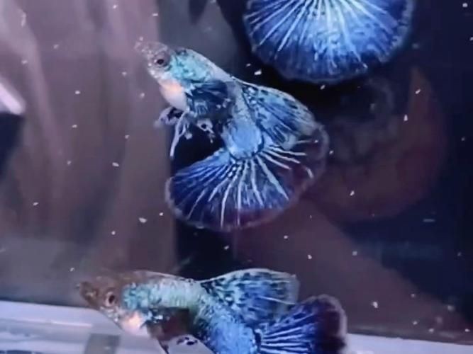 孔雀魚藍龍圖片【關于孔雀魚藍龍的介紹】