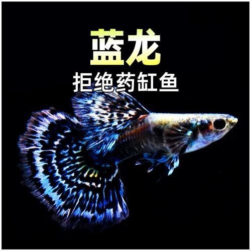 孔雀魚藍龍圖片【關于孔雀魚藍龍的介紹】