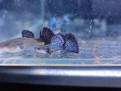 孔雀魚藍龍圖片【關于孔雀魚藍龍的介紹】