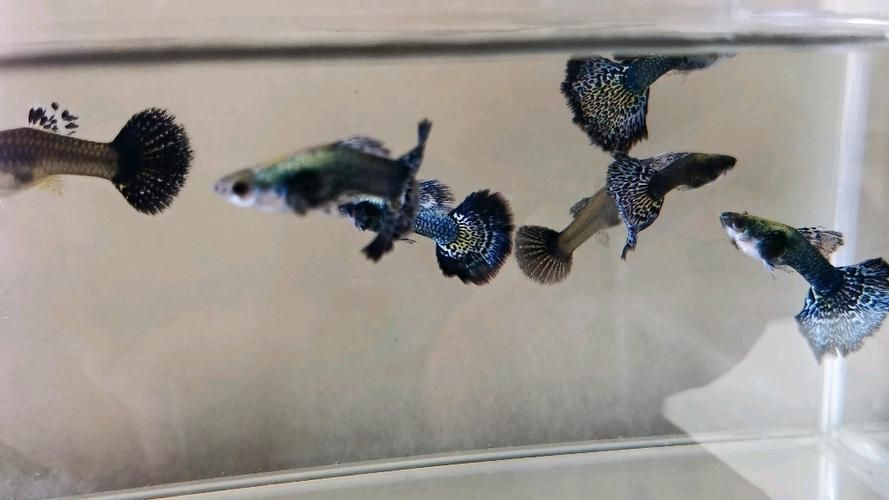 孔雀魚藍龍圖片【關于孔雀魚藍龍的介紹】