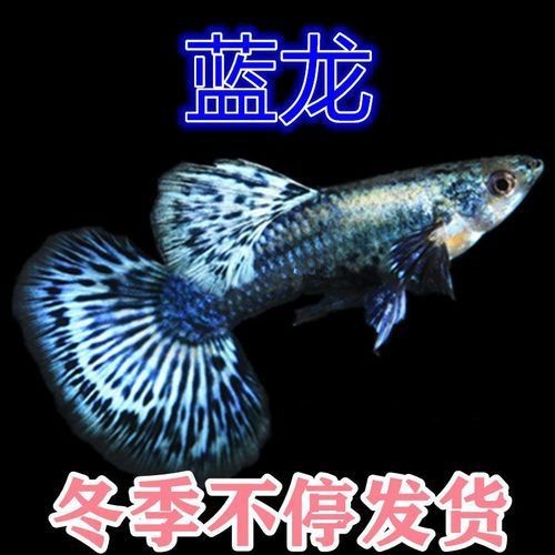 孔雀魚藍龍圖片【關于孔雀魚藍龍的介紹】