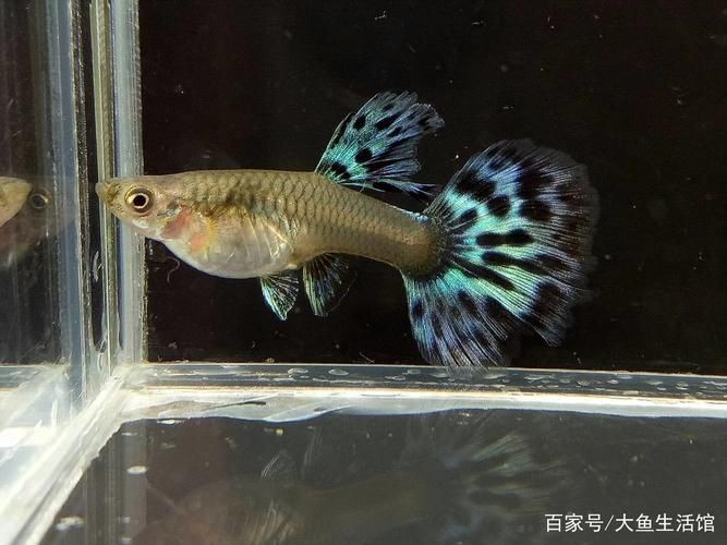 孔雀魚藍龍圖片【關于孔雀魚藍龍的介紹】