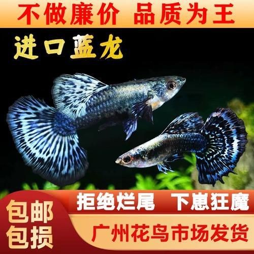 孔雀魚藍龍圖片【關于孔雀魚藍龍的介紹】