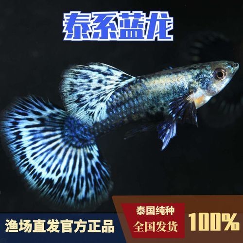 孔雀魚藍龍圖片【關于孔雀魚藍龍的介紹】