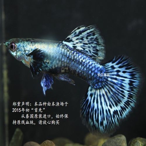 孔雀魚藍龍圖片【關于孔雀魚藍龍的介紹】