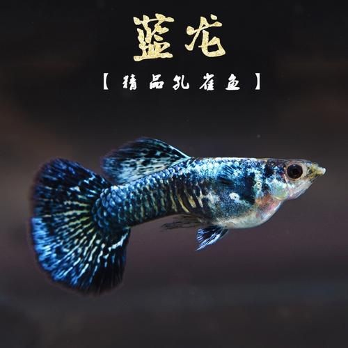 孔雀魚藍龍圖片【關于孔雀魚藍龍的介紹】
