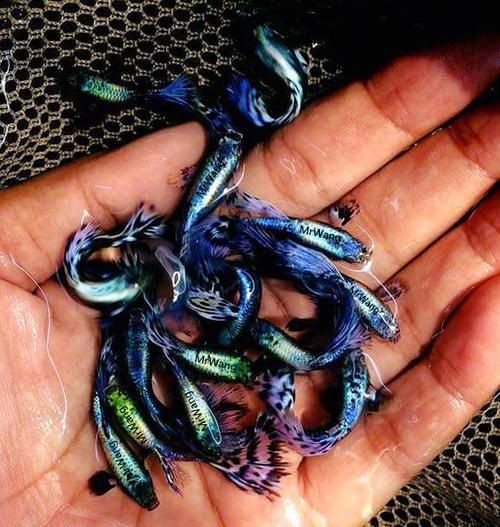 孔雀魚藍龍圖片【關于孔雀魚藍龍的介紹】