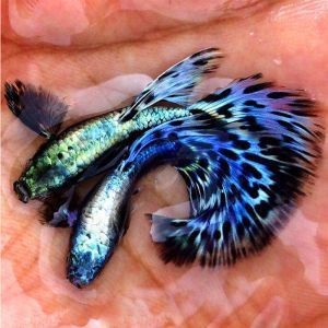 孔雀魚藍龍圖片【關于孔雀魚藍龍的介紹】