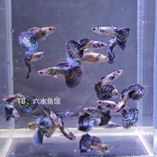 孔雀魚藍龍圖片【關于孔雀魚藍龍的介紹】