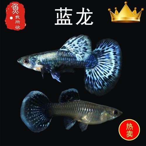 孔雀魚藍龍圖片【關于孔雀魚藍龍的介紹】