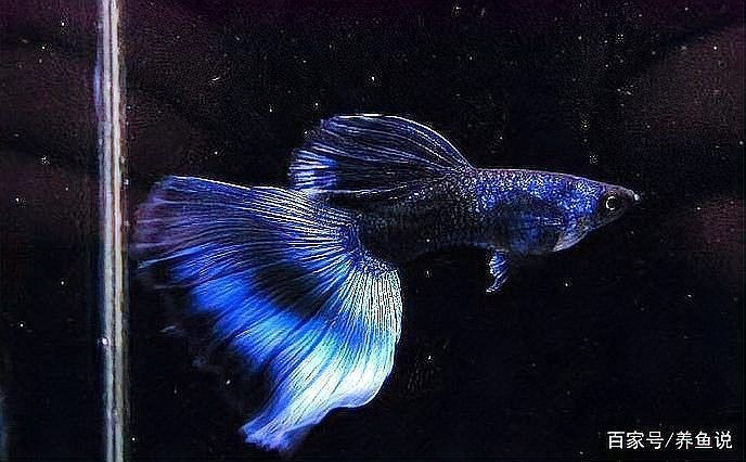 孔雀魚藍龍圖片【關于孔雀魚藍龍的介紹】