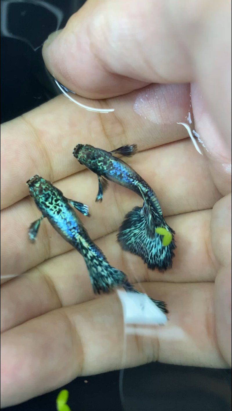 孔雀魚藍龍圖片【關于孔雀魚藍龍的介紹】