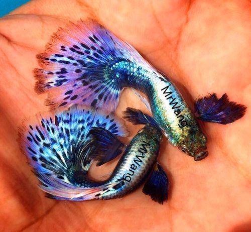 孔雀魚藍龍圖片【關于孔雀魚藍龍的介紹】