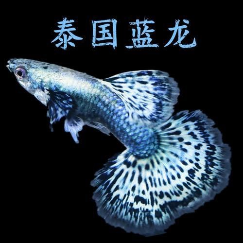孔雀魚藍龍圖片【關于孔雀魚藍龍的介紹】