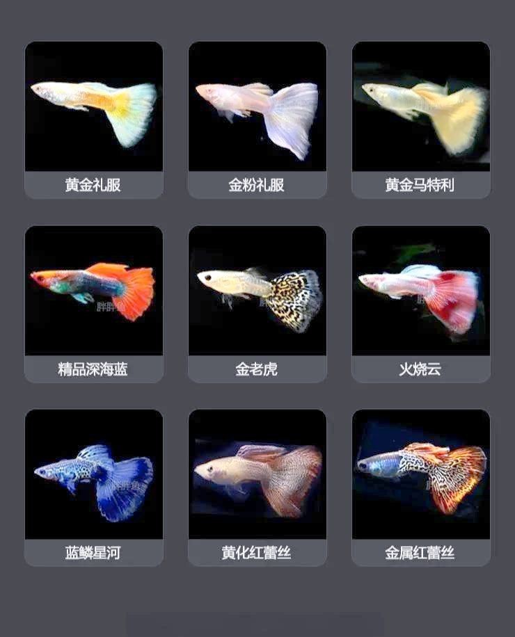 孔雀魚藍龍圖片【關于孔雀魚藍龍的介紹】