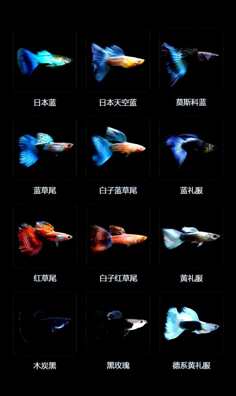 孔雀魚藍龍圖片【關于孔雀魚藍龍的介紹】
