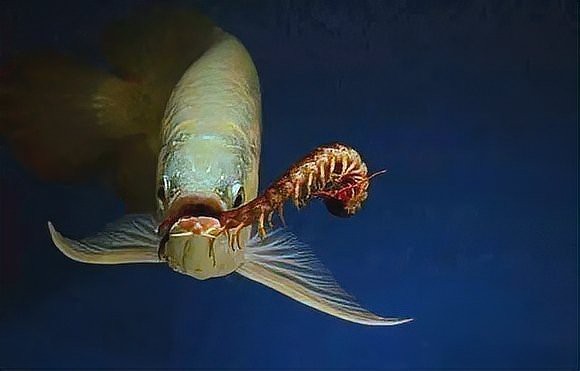 紅龍魚多久喂一次蜈蚣合適【紅龍魚喂食蜈蚣的頻率】
