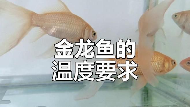 過背金龍適宜水溫【《過背金龍適宜水溫》】 過背金龍適宜水溫【《過背金龍適宜水溫》】 龍魚百科 第6張