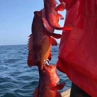 虎紋鴨嘴鯊【虎紋鴨嘴鯊引人注目的水族美學(xué)：動態(tài)藝術(shù)的飼養(yǎng)哲學(xué)】