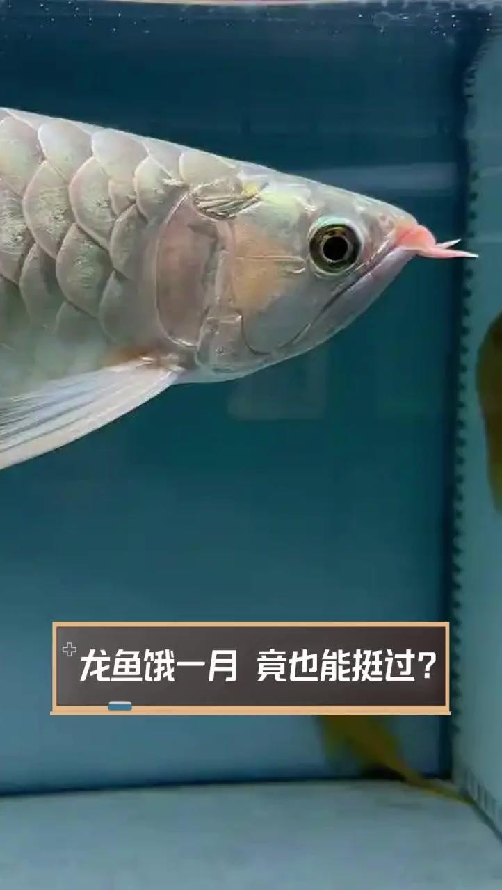 龍魚不吃食可以多久？【龍魚不吃食到底能撐多久】