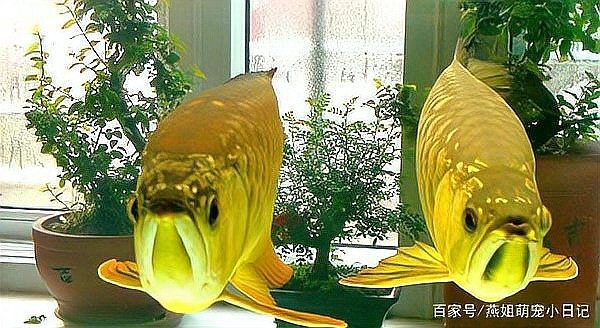 過背金龍魚吃什么食物？【過背金龍魚吃什么？】