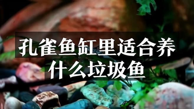 孔雀魚缸中養哪種清潔魚【孔雀魚缸適合養什么樣的清潔魚】