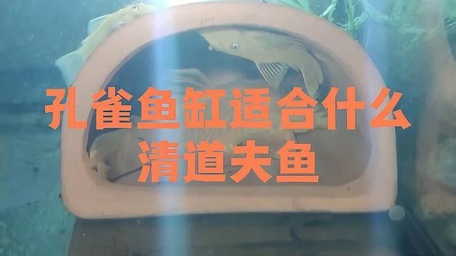 孔雀魚缸中養哪種清潔魚【孔雀魚缸適合養什么樣的清潔魚】