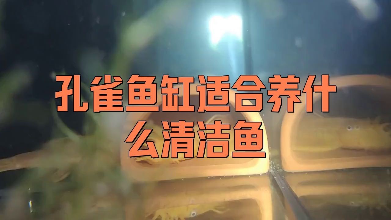 孔雀魚缸中養哪種清潔魚【孔雀魚缸適合養什么樣的清潔魚】