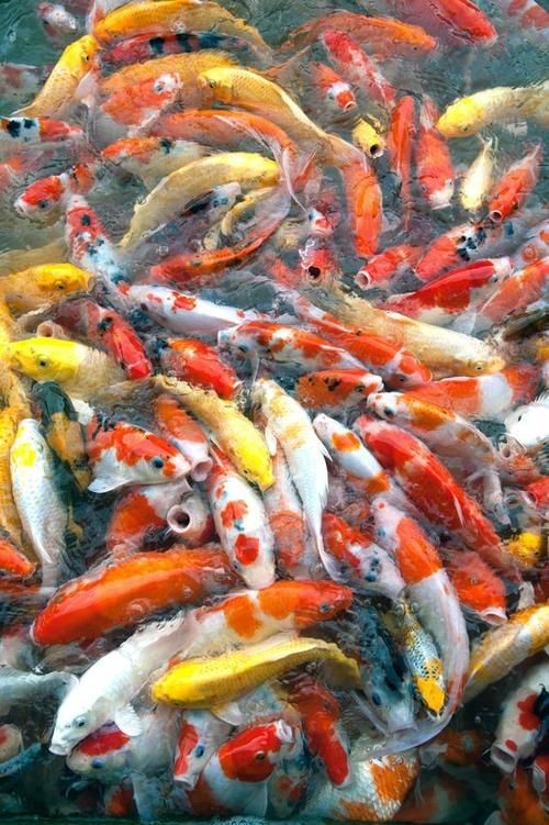錦鯉魚的圖片【《錦鯉魚的絢麗風姿》】