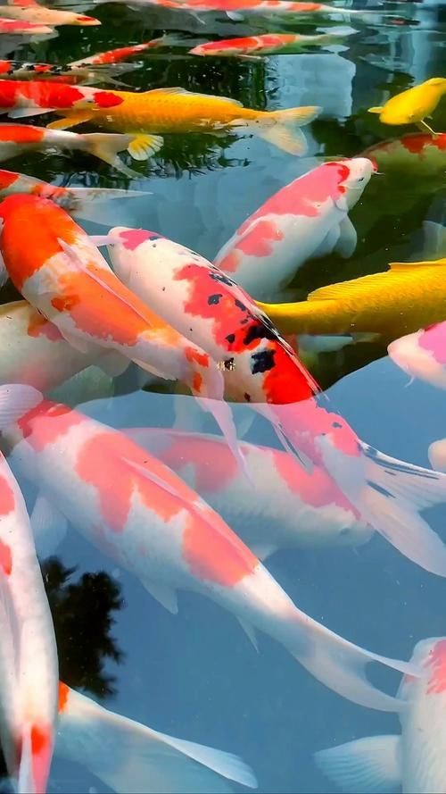 錦鯉魚的圖片【《錦鯉魚的絢麗風姿》】