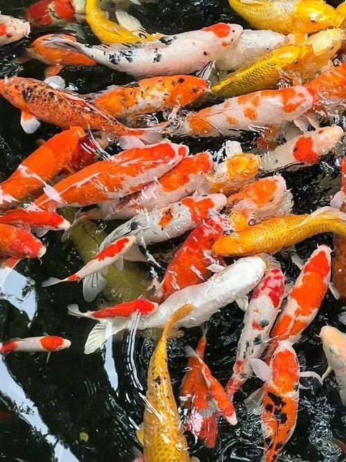 錦鯉魚的圖片【《錦鯉魚的絢麗風姿》】