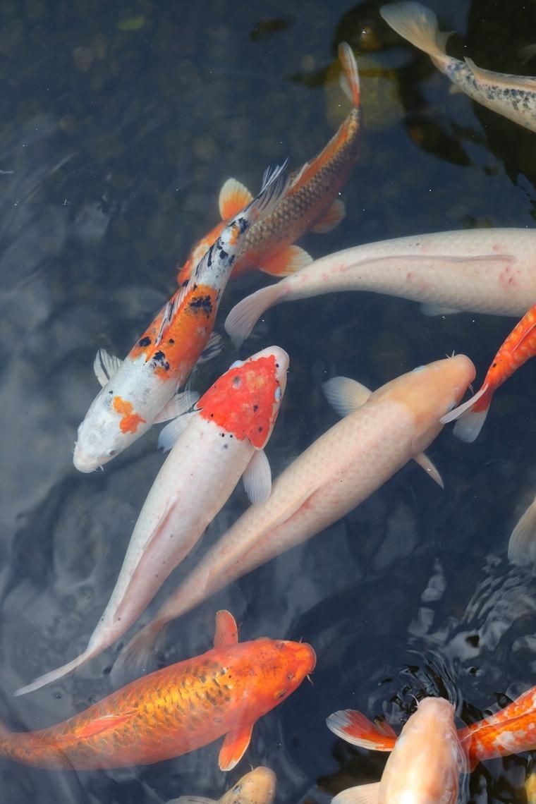 錦鯉魚的圖片【《錦鯉魚的絢麗風姿》】
