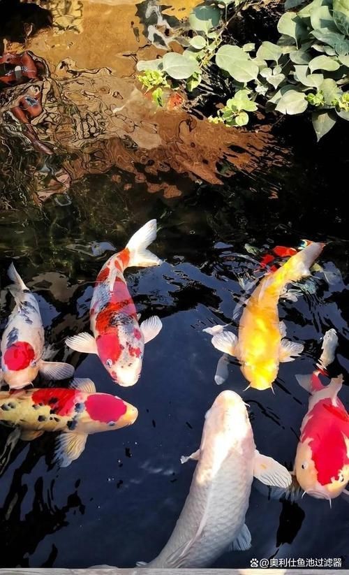錦鯉魚的圖片【《錦鯉魚的絢麗風姿》】