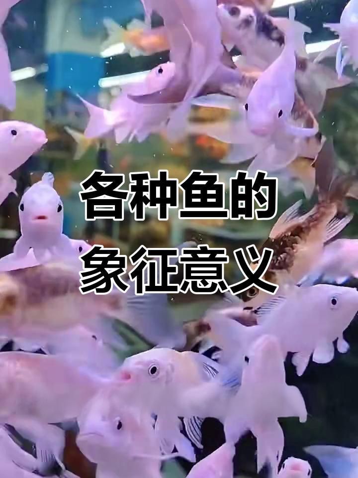 十大招財魚中哪種最吉利？【十大招財魚中哪種最吉利】