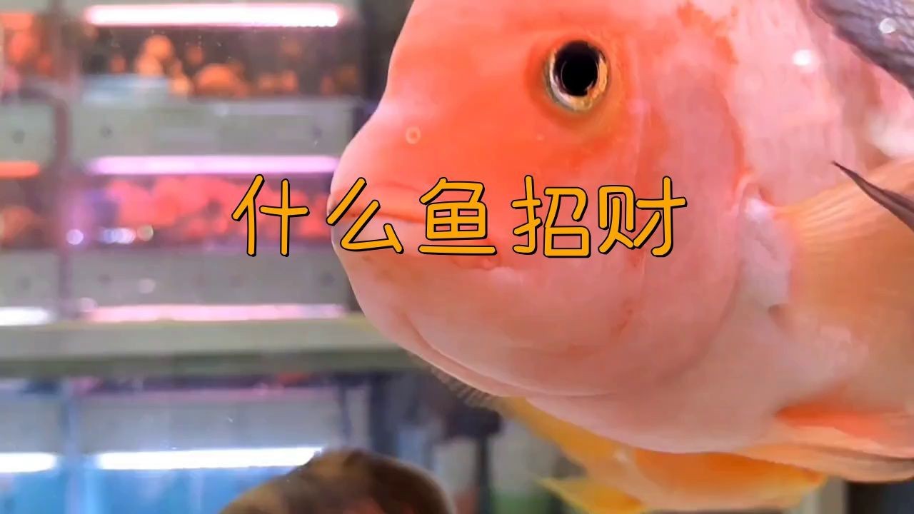 十大招財魚中哪種最吉利？【十大招財魚中哪種最吉利】
