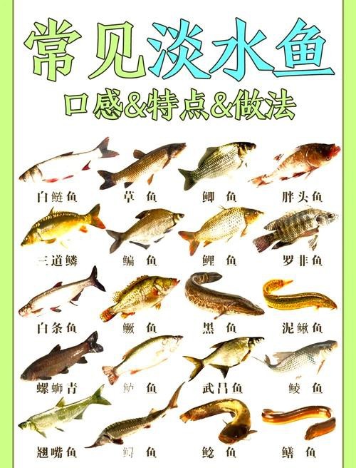 各種魚圖片大全【20種常見海魚大盤點，你最愛哪一種麥田守望年虞沐】