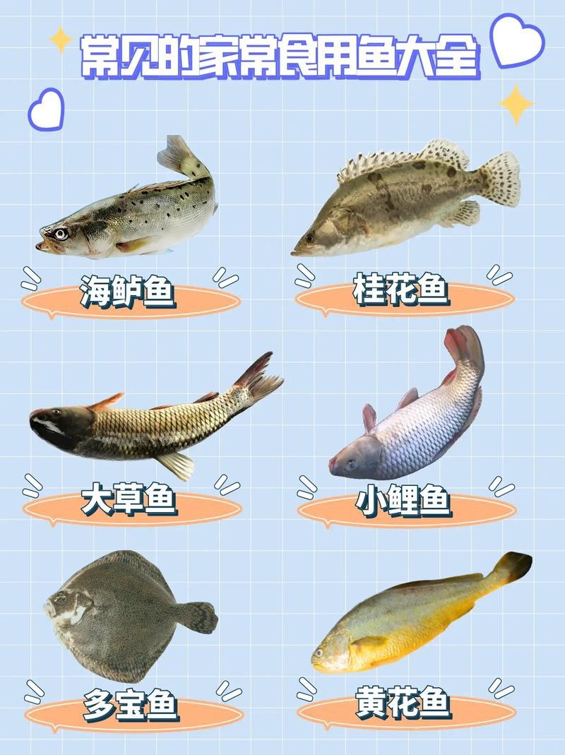 各種魚圖片大全【20種常見海魚大盤點，你最愛哪一種麥田守望年虞沐】