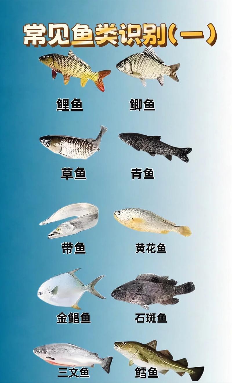 各種魚圖片大全【20種常見海魚大盤點，你最愛哪一種麥田守望年虞沐】