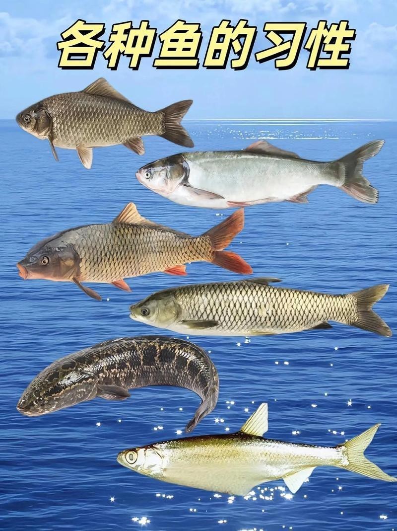 各種魚圖片大全【20種常見海魚大盤點，你最愛哪一種麥田守望年虞沐】