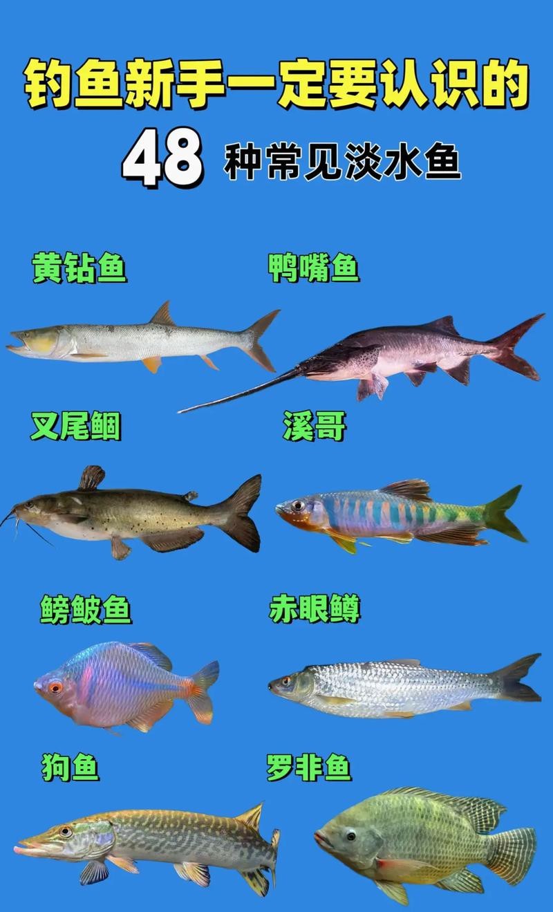 各種魚圖片大全【20種常見海魚大盤點，你最愛哪一種麥田守望年虞沐】