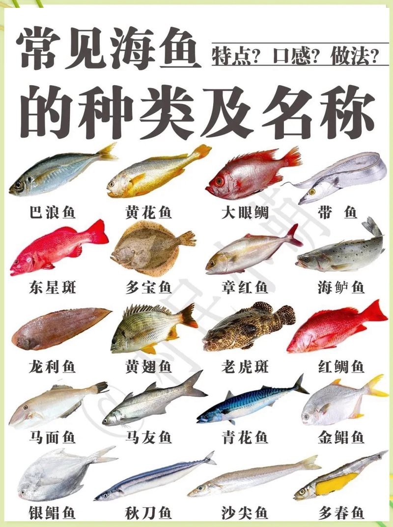 各種魚圖片大全【20種常見海魚大盤點，你最愛哪一種麥田守望年虞沐】