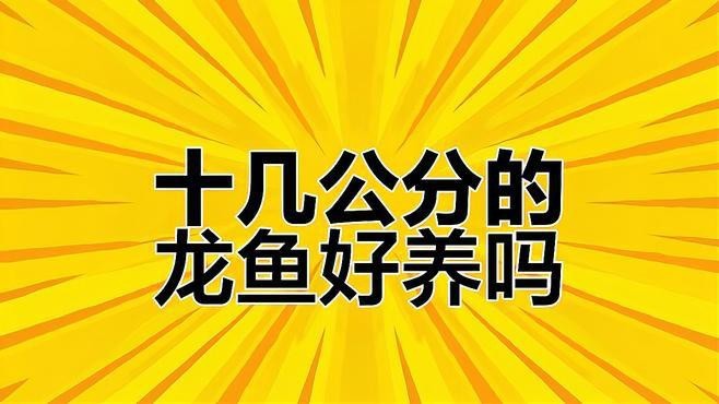 短身龍魚好嗎【《短身龍魚：獨特魅力與飼養考量》】