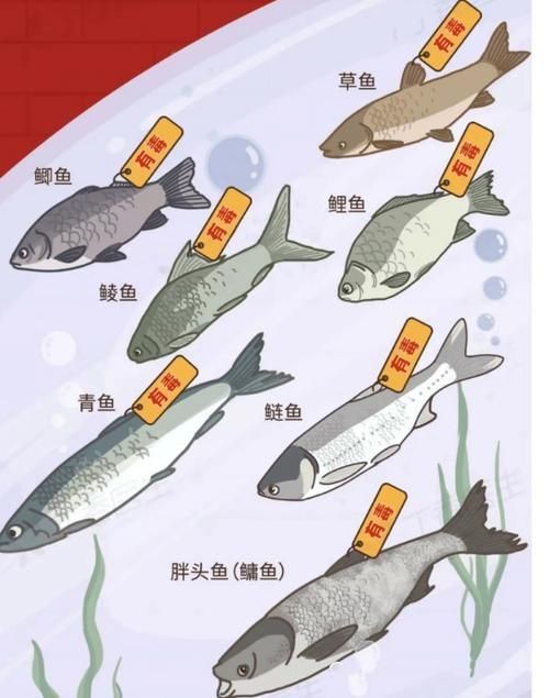 馬印水族魚鹽最忌三種食物一覽表圖片【馬印水族魚鹽使用需注意的三種禁忌食物不宜喂食】