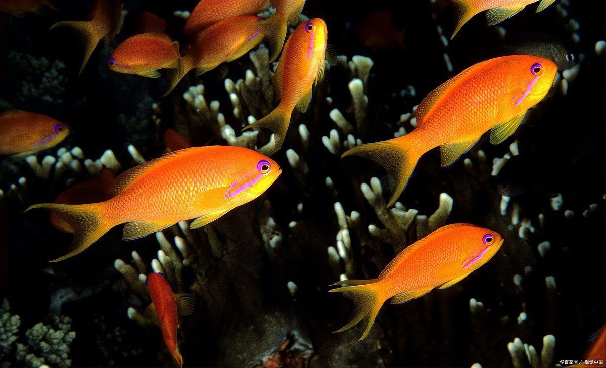 馬印水族魚鹽最忌三種食物一覽表圖片【馬印水族魚鹽使用需注意的三種禁忌食物不宜喂食】