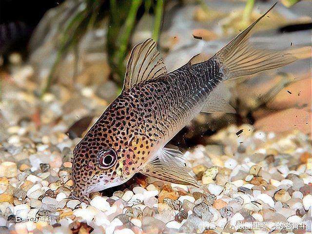 馬印水族魚鹽最忌三種食物一覽表圖片【馬印水族魚鹽使用需注意的三種禁忌食物不宜喂食】