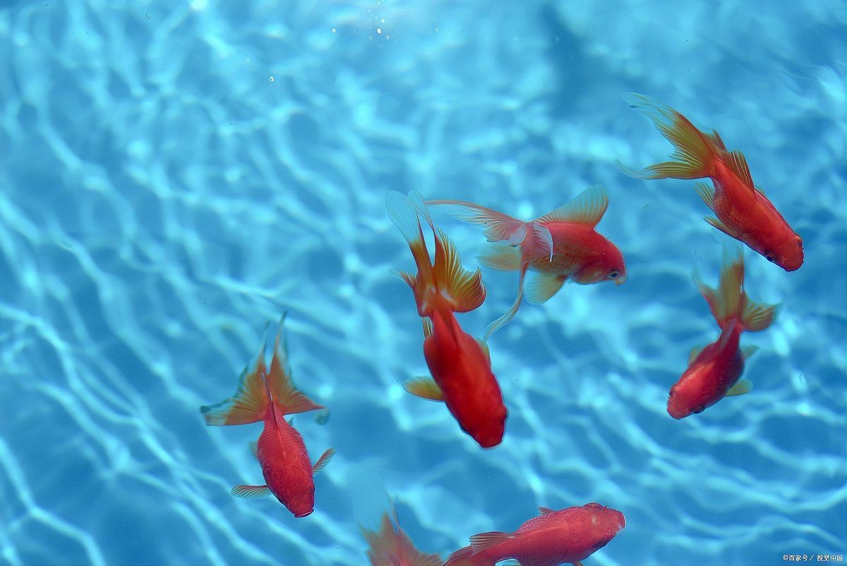 馬印水族魚鹽最忌三種食物一覽表圖片【馬印水族魚鹽使用需注意的三種禁忌食物不宜喂食】