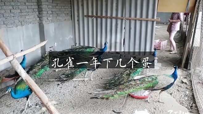 孔雀一年下幾個蛋【孔雀一年產多少蛋】