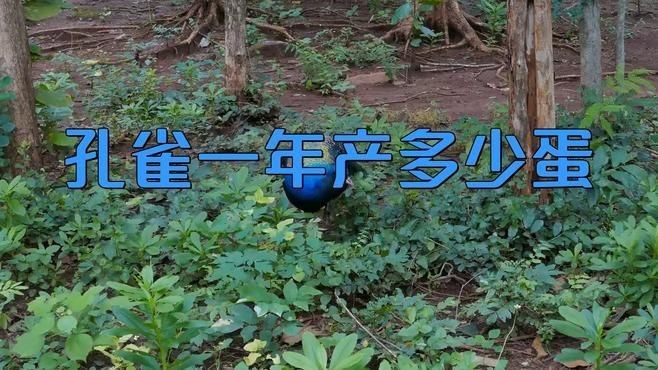 孔雀一年下幾個蛋【孔雀一年產多少蛋】