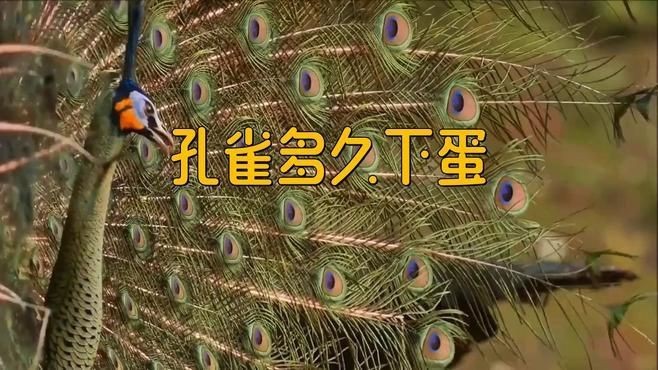 孔雀一年下幾個蛋【孔雀一年產多少蛋】