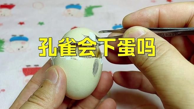 孔雀一年下幾個蛋【孔雀一年產多少蛋】